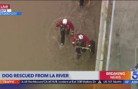 Dog rescued from L.A. River